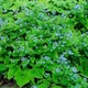 Бруннера Macrophylla (1 саджанець в упаковці, відкритий корінь) - изображение 2