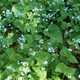 Бруннера Macrophylla (1 саджанець в упаковці, відкритий корінь) - изображение 3