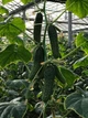 Страж (112-314) F1 Огірок Самозапильний Насіння Yuksel Seeds 250 шт - изображение 4