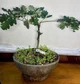 Бонсай Дуб Quercus Robur Atropurpurea, h 50см - изображение 1