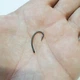 Гачки коропові Mugga G-1 №8 V-Carp - зображення 2