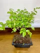 Бонсай Бирючина Ligustrum, керамический горшок, h 25-35см - изображение 3