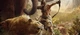 Игра Far Cry Primal + Far Cry 4 для PS4 (2in1, Blu-ray диск, Russian version) - изображение 4