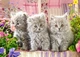 Пазл Castorland Три серых котят, 260 эл. - изображение 4