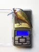 Воблер на хищника зленый с красным животом Воблер Fat Bukhara SM Perch 76мм 19.3g Glitter BGYR с тройниками - изображение 2
