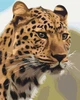 КАРТИНА ЗА НОМЕРАМИ Плямистий леопард 40х50 см - зображення 1