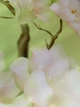 Кухонный фартук Скинали Птицы (Пташки ) (наклейка для кухни, самоклеющаяся виниловая пленка ) зеленый 60х200 см - изображение 5