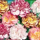 Гвоздика Шабо двухцветная, смесь Florium (727769) - изображение 1