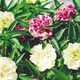 Бальзамин садовый смесь Florium (726813) - изображение 1