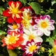 Семена Георгина Коларетта Денди Florium (726663) - изображение 1