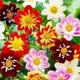 Семена Георгина Коларетта Денди Florium (726663) - изображение 2