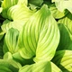 Хоста Mojito Фіолетовий Florium (301186) - зображення 2