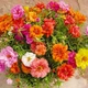 Портулак Махровий Суміш пакет-гігант Різнокольоровий Florium (726806) - зображення 3