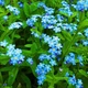 Семена Незабудка Небесная ласточка Florium (727038) - изображение 1