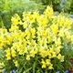 Левовий зів Жовтий Жовтий Florium (726881) - зображення 1