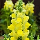 Левовий зів Жовтий Жовтий Florium (726881) - зображення 2