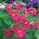 Настурция низкорослая розовая Florium (726852) - изображение 1