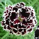 Семена Гвоздика китайская Черное и Белое Florium (726609) - изображение 1