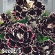 Семена Гвоздика китайская Черное и Белое Florium (726609) - изображение 4