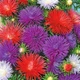 Астра Игольчатая смесь 3г Florium (726795) - изображение 1
