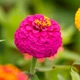 Насіння Цинія Ліліпут Рожева Різнокольоровий Florium (726588) - зображення 1