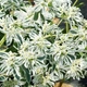 Молочай Снежный Пик Florium (726878) - изображение 1