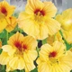 Настурция низкорослая Золотой король Florium (726850) - изображение 1