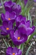 Крокус крупноцветковый Flower Record луковица (1 шт.) - изображение 3