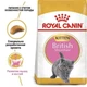 Сухий корм для кошенят Royal Canin British Shorthair Kitten, 2кг+ 400г - зображення 3