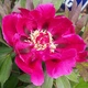Півонія ITOH Purple Sensation Фіолетовий Florium (328308) - зображення 1