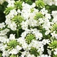 Вербена гібридна Біла Білий, бежевий, кремовий Насіння Florium (726769) - зображення 2