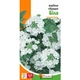 Вербена гібридна Біла Білий, бежевий, кремовий Насіння Florium (726769) - зображення 3