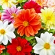 Семена Георгина Кровавая Мери бронзоволистная Florium (726785) - изображение 1