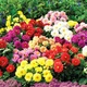 Семена Георгина Кровавая Мери бронзоволистная Florium (726785) - изображение 2