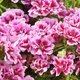 Семена Годеция Рембрандт Florium (726414) - изображение 1
