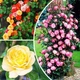 Саджанці Мікс Троянд Яскрава Клумба Голландська Різнокольоровий Florium (512485) - зображення 1