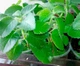 ПЛЕКТРАНТУС Ароматный (Amboinicus) (КОМНАТНАЯ МЯТА, ДОМАШНЯЯ)(закрытый корень, саженец h 5-10 см,контейнер Р9) - изображение 2