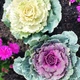 Капуста декоративна Большелистая Florium - зображення 2