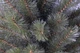 Сосна 45 см з інеєм, Forest Frosted - зображення 3