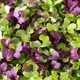 Семена Семена микрозелени Салатов Florium (718055) - изображение 1