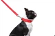 Поводок "Dog Extremе" нейлоновый двойной (ширина 20мм, длина 122см), красный - изображение 3