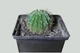 Echinopsis Eyriesii Диаметр 5,3 См. - изображение 1