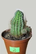 Echinopsis Eyriesii Диаметр 6 См. - изображение 2