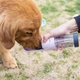 Портативна поїлка, похідна пляшка для собак з фільтром ELS Pet на 300 мл (Рожевий) - зображення 2