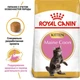 Сухой корм Royal Canin MAINECOON KITTEN для котят породы Мейн Кун 4 кг (3182550770958) - изображение 2