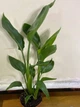 Райская Птица️ Cтрелиция Королевская Strelitzia Reginae, высота 30-40 см, объем горшка 1л - изображение 3