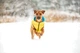 Двусторонняя курточка Collar AiryVest для собак "Colors of freedom" размер L 65 (4450-4020Collar) - изображение 2