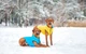 Двусторонняя курточка Collar AiryVest для собак "Colors of freedom" размер L 65 (4450-4020Collar) - изображение 3