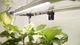 Мини-теплица с фито светом для дома Metaplant Sezam L - изображение 4
