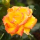 Роза Red Gold Florium - зображення 1